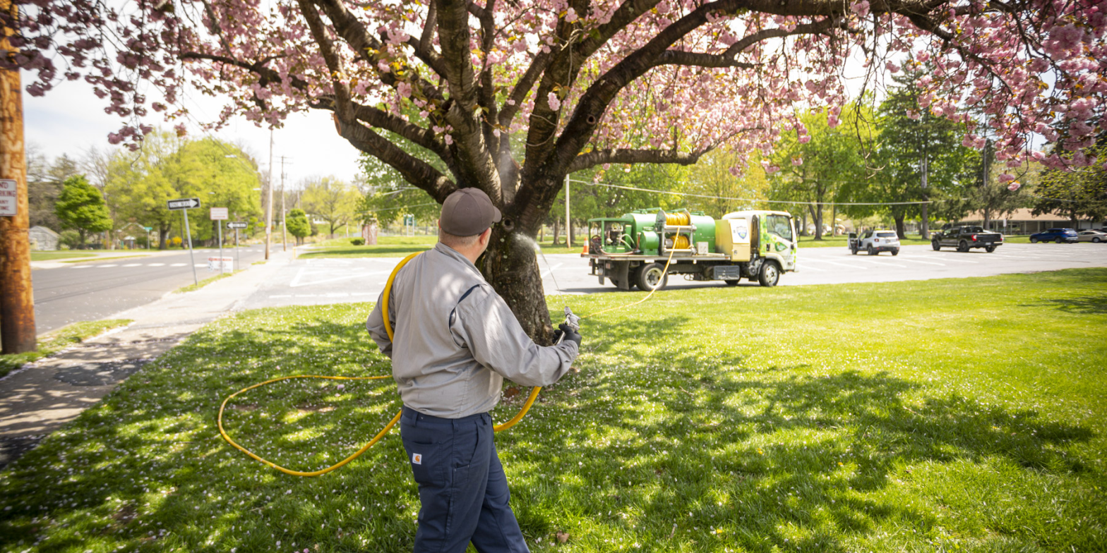Can We Branch Out in an Emergency? Philadelphia tree trimming services in rescue